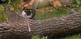 Best Commercial Tree Services  in Waynesburg, PA