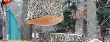 Best Tree Preservation Services  in Waynesburg, PA