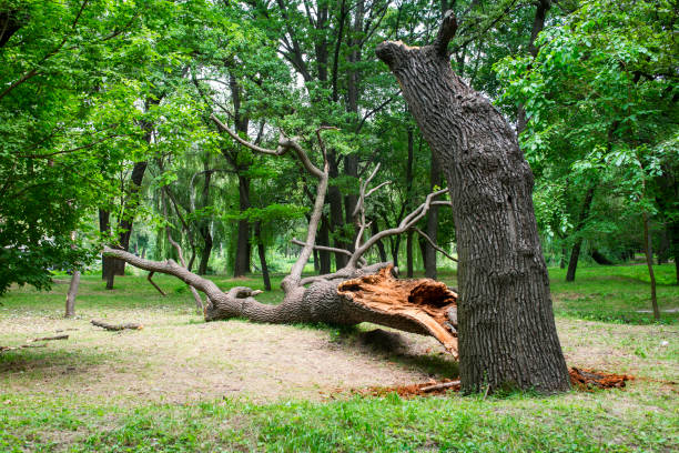 How Our Tree Care Process Works  in  Waynesburg, PA