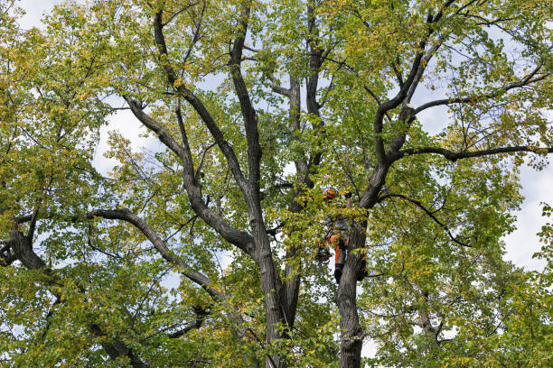 How Our Tree Care Process Works  in  Waynesburg, PA